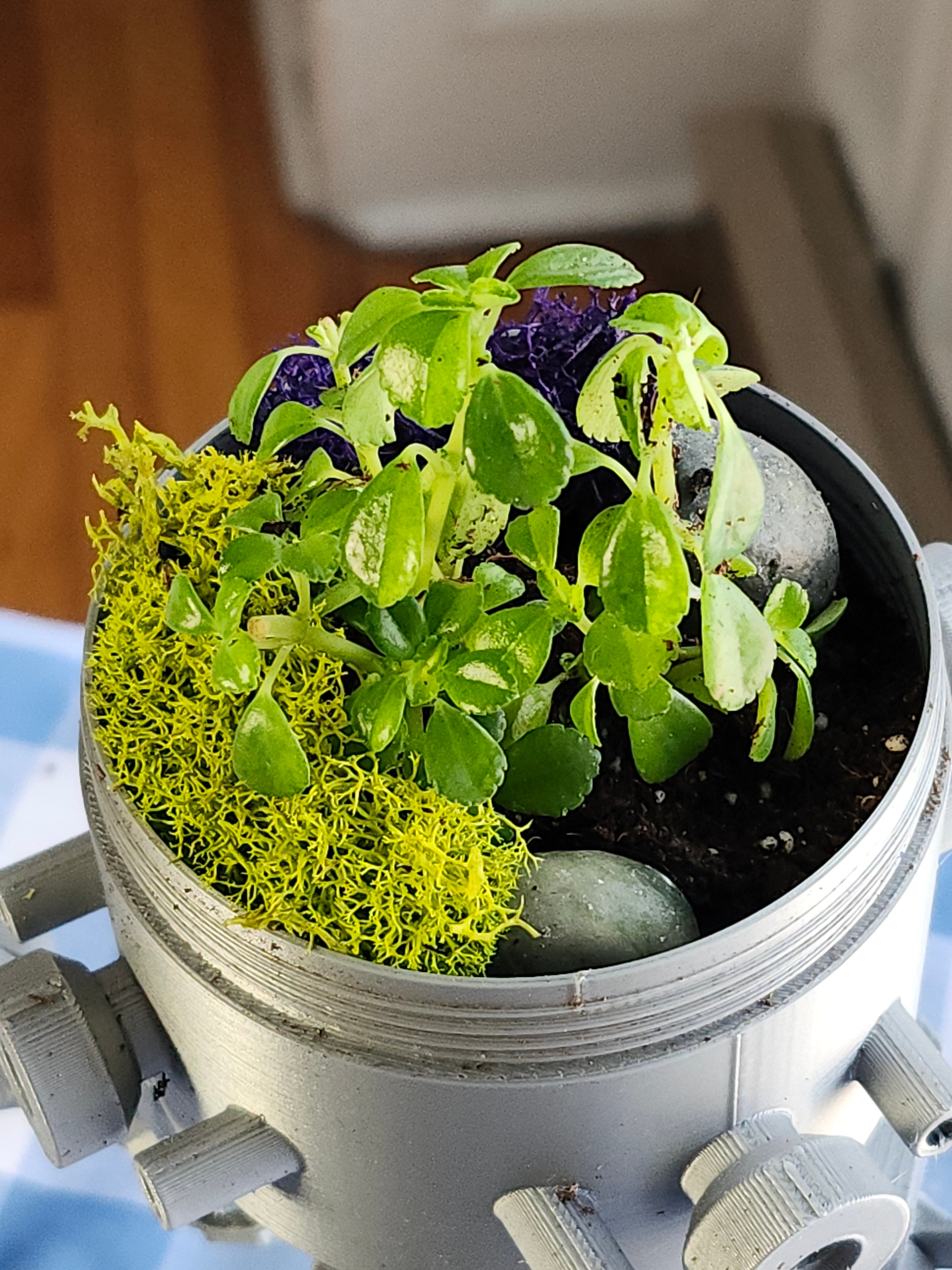 Terrarium Bot 2